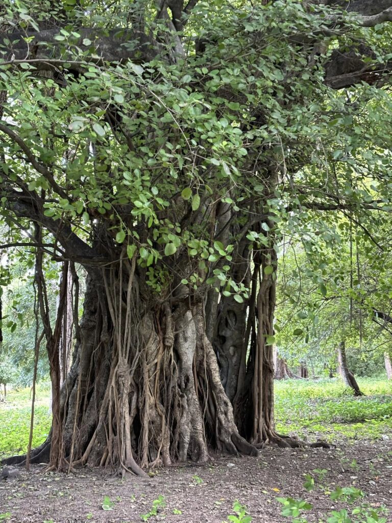 Árbol antiguo